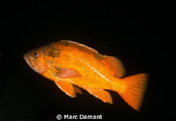 Vermillion Rockfish! by Marc Damant 